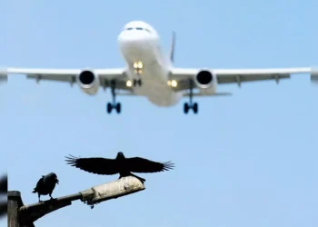 DGCA Escalates Bird Strike War: New Wildlife Hazard Guidelines Target Airport Neighborhoods